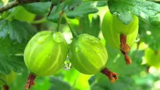 Health Benefits of Indian Gooseberry [upl. by Lori]