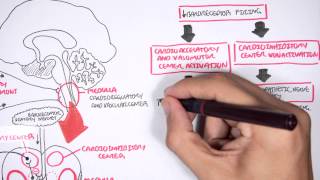 Compensatory Mechanisms of Medical Shock [upl. by Wendye]