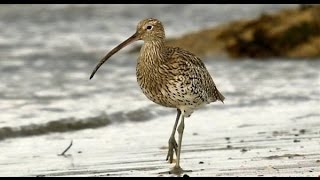 Birds of Ireland The Curlew amp its haunting song [upl. by Azpurua]