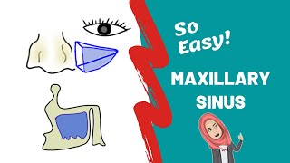 Anatomy of Maxillary Sinus PART ONE [upl. by Rehtae]