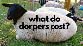 How Much Do Dorper Sheep Cost [upl. by Llorrad277]