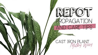 Aspidistra Elatior quotMilky Wayquot THE CAST IRON PLANT  Repot Propagation and Care Tips [upl. by Seavir]