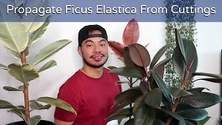 How to Repot and Propagate Your Rubber Plant  Ficus Elastica Houseplant [upl. by Notniuqal]