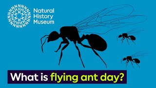 What is flying ant day  Surprising Science [upl. by Ewens]