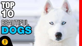 TOP 10 BEAUTIFUL DOG BREEDS [upl. by Kylen]