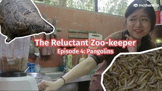 Pangolin vs Human  The Reluctant Zookeeper Ep4 [upl. by Knipe]