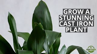 Cast Iron Plant Care And Problem Solving  The Perfect Low Light Houseplant [upl. by Glaser610]