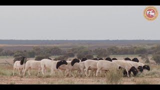 Dorper  Australias Preferred Meat Sheep [upl. by Knepper]