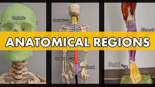 Anatomical Regions [upl. by Ozne]