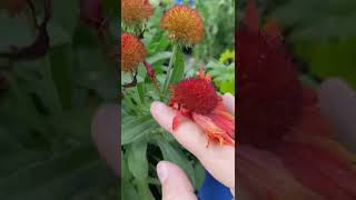 Deadheading Blanket Flower [upl. by Aire]