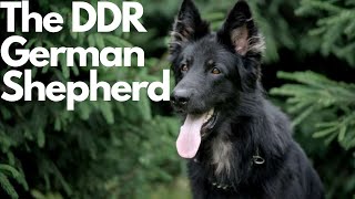 DDR German Shepherd Everything You Need to Know [upl. by Maillil]