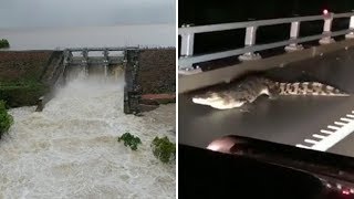 Crocodiles roam the streets after once in a century floods in Australia [upl. by Denna]