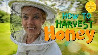 How to Harvest Honey  Beekeeping with Maddie 12 [upl. by Elden]