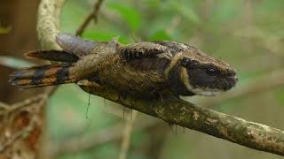 Great Eared Nightjar [upl. by Nilesoy516]