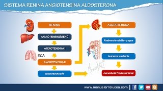 SISTEMA RENINA ANGIOTENSINA ALDOSTERONA  Morfofisiología [upl. by Odnam]