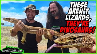 GIANT MONITOR LIZARDS IN AUSTRALIA [upl. by Ebocaj]