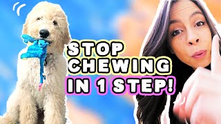 STOP PUPPY CHEWING 1 Easy Step 🐶 [upl. by Shanta62]