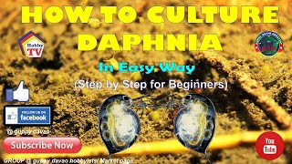 HOW TO CULTURE DAPHNIA In Easy Way [upl. by Nnylyoj]