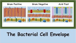 The Bacterial Cell Envelope [upl. by Adnalu522]