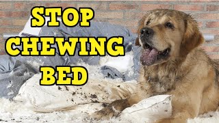 How to stop a dog from chewing his bed [upl. by Aleit]