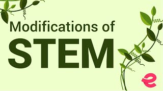 What Are the Modifications of the Stem  Biology  Extraclasscom [upl. by Dyrraj]