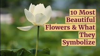 10 Most Beautiful Flowers amp What They Symbolize [upl. by Imar]