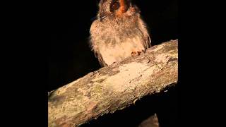 Eastern whippoorwill Song [upl. by Kristianson139]