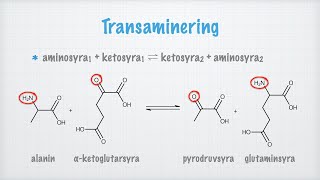 Aminosyrornas metabolism [upl. by Gaiser]