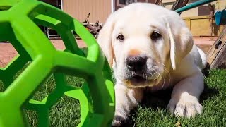 Playful Labrador Puppies  Cute Compilation [upl. by Fin]