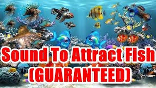 Sound To Attract Fish GUARANTEED  Sound To Call Fish CallingFish [upl. by Ardnuahc348]