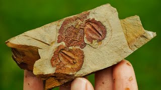 Finding 400500 Million Year Old Trilobite Fossils in Georgia The Oldest Fossils I Have Ever Found [upl. by Widera]