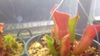 Carnivorous Plants Heliamphora Update Care and culture of Sun pitchers [upl. by Ahsimik]