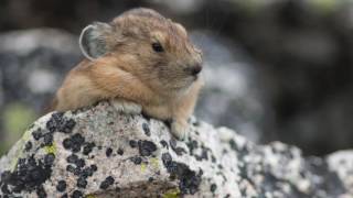 The Lifecycle and Longevtiy of a Pika [upl. by Ranson]