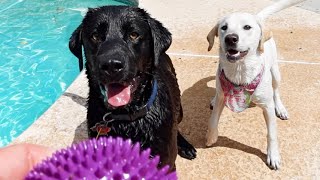 Dog Dad Surprises His Puppy  POOL PARTY [upl. by Siderf294]