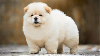 Top 10 Cutest Dog Breeds In The World [upl. by Jens]