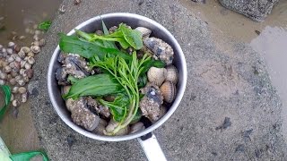 Coastal foraging with Craig Evans razor fish clams and wild greens [upl. by Piers]