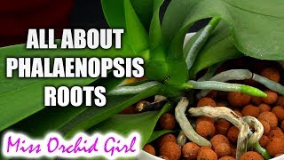 Understanding Phalaenopsis Orchid roots  All you should know [upl. by Pax]