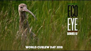 The Curlews Last Call Plight of the Curlew EE15 EP2 [upl. by Llirrehs]