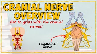 The Cranial Nerves [upl. by Kiele178]