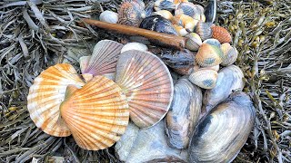 Coastal Foraging  Scallops Cockles Clams and Mussels Beach Cook Up  The Fish Locker [upl. by Torr]