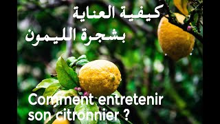 Comment Entretenir son Citronnier  كيف نعتني بشجرة الليمون [upl. by Va]