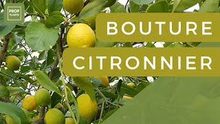 COMMENT FAIRE DES BOUTURES DE CITRONNIER [upl. by Rasmussen409]